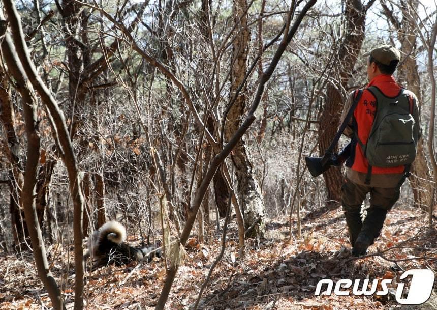 본문 이미지 - 울주군 유해야생동물 피해방지단 활동 모습. /뉴스1 DB ⓒ News1 조민주 기자