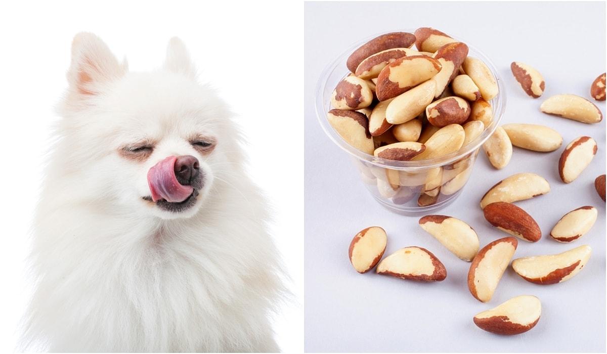 본문 이미지 - 로얄동물메디컬센터는 최근 브라질너트 과다 섭취로 장폐색과 급성 췌장염 위험 상태에 빠진 포메라니안 치료 사례를 소개했다(클립아트코리아, 사진은 기사 내용과 무관함). ⓒ 뉴스1