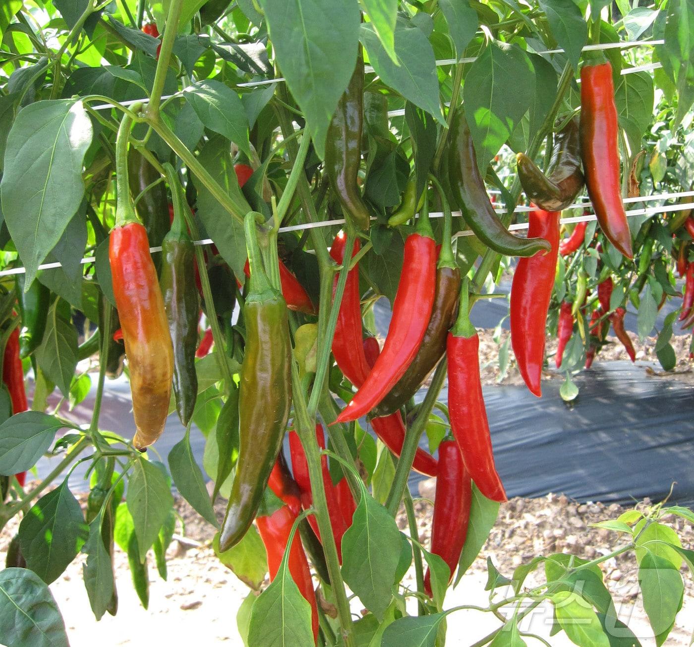 본문 이미지 - 경북농업기술원은 6일 전통의 맛을 잇는 영양 재래종 고추 4품종의 종자를 분양한다.(경북농기원 제공. 재판매 및 DB금지) /뉴스1