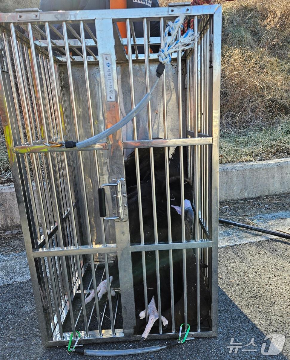 본문 이미지 - 6일 낮 12시22분쯤 경북 포항시 북구 신광면 호리못 인근 도로에서 날개를 다친 천연기념물 243호 독수리 1마리가 119구조대에 구조됐다.(포항북부소방서 제공, 재판매 및 DB금지) 2026.1.6/뉴스1 