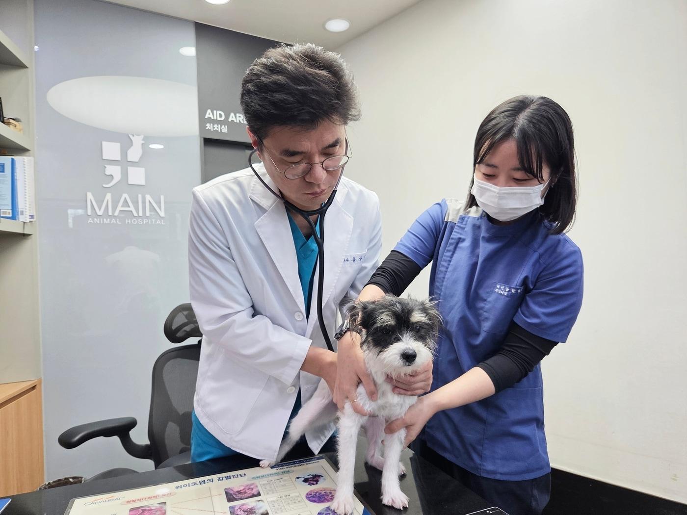 본문 이미지 - 윤상혁 메인동물병원 원장(왼쪽)이 강아지를 진료하고 있다. ⓒ 뉴스1