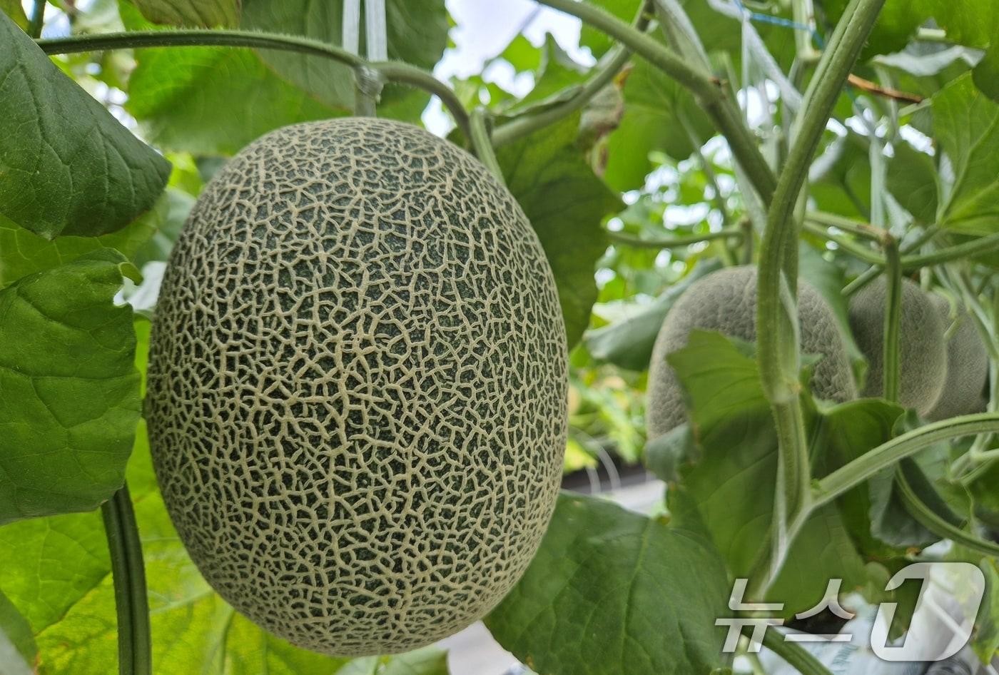 하미과 멜론/뉴스1 ⓒ News1 정우용 기자