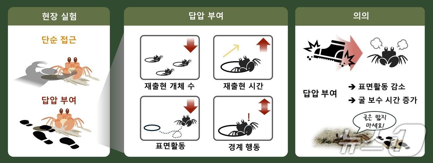 답압이 달랑게에 미치는 영향에 대한 연구 인포그래픽.(인하대 제공. 재배포 및 DB금지)2026.1.7/뉴스1