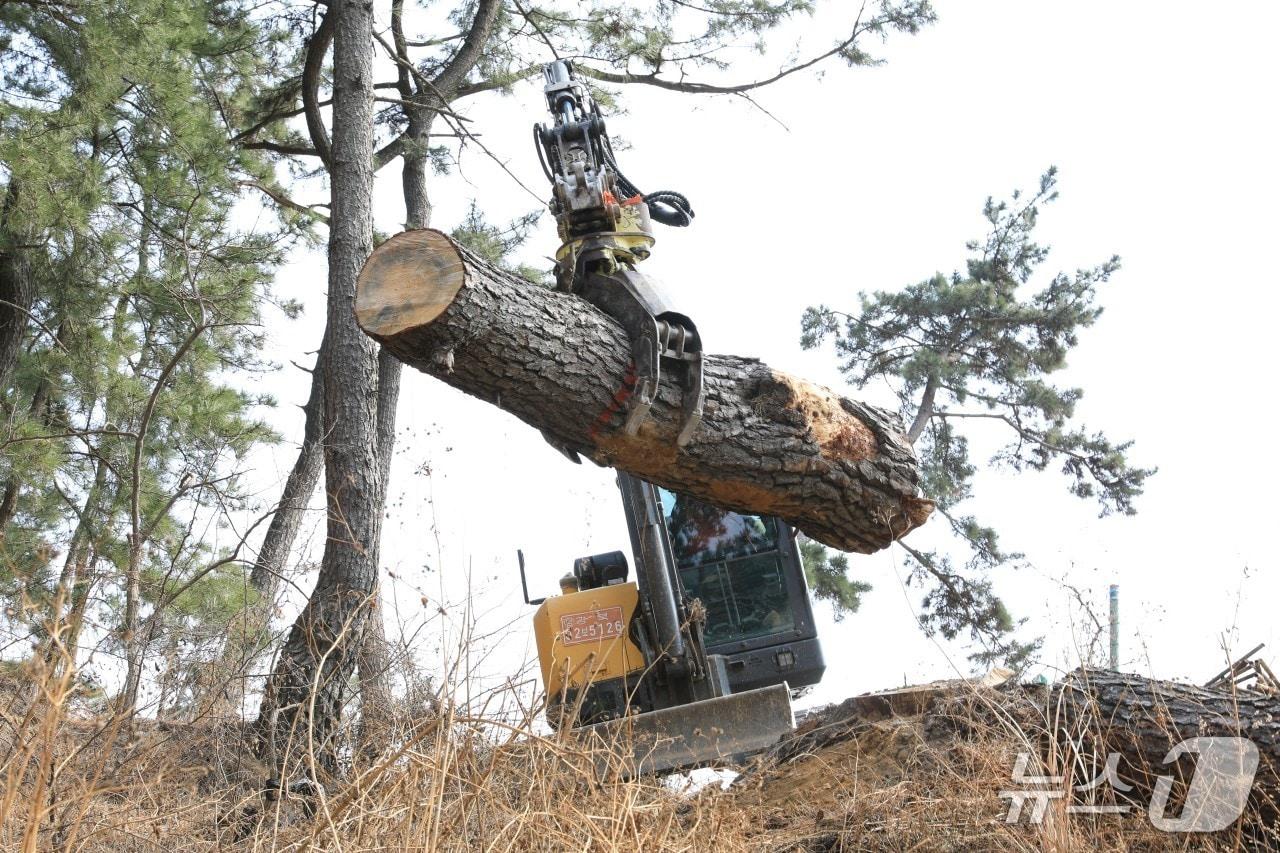 본문 이미지 - 경북 포항시가 소나무재선충병 피해가 심각한 도심 지역 등을 대상으로 방제 작업을 시행 중이다.(포항시제공, 재판매 및 DB금지) 2026.1.7/뉴스1 