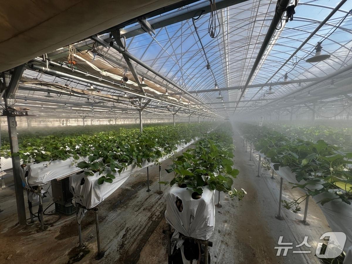 본문 이미지 - 광주시가 올해 선택형 맞춤 농정사업 추진해 명품 농산물 육성을 본격화한다, 사진은 광주시의 한 시설하우스 내부 모습.(광주시 제공)