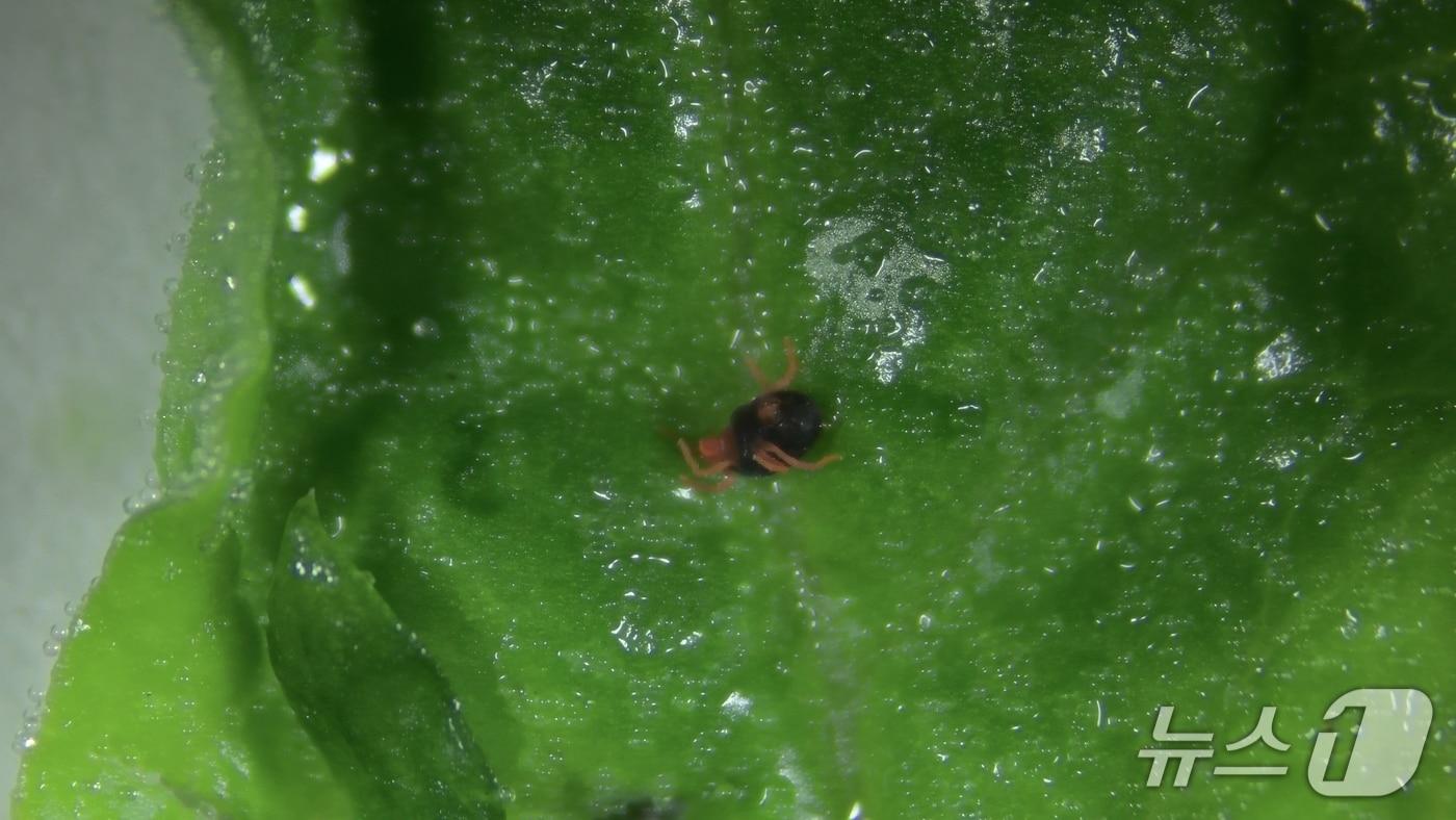 시금치 농가에서 발견된 보리응애.(고성군 제공. 재판매 및 DB금지)