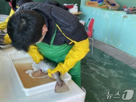 본문 이미지 - 대구채란 및 인공수정 모습(경남도 제공. 재판매 및 DB금지)