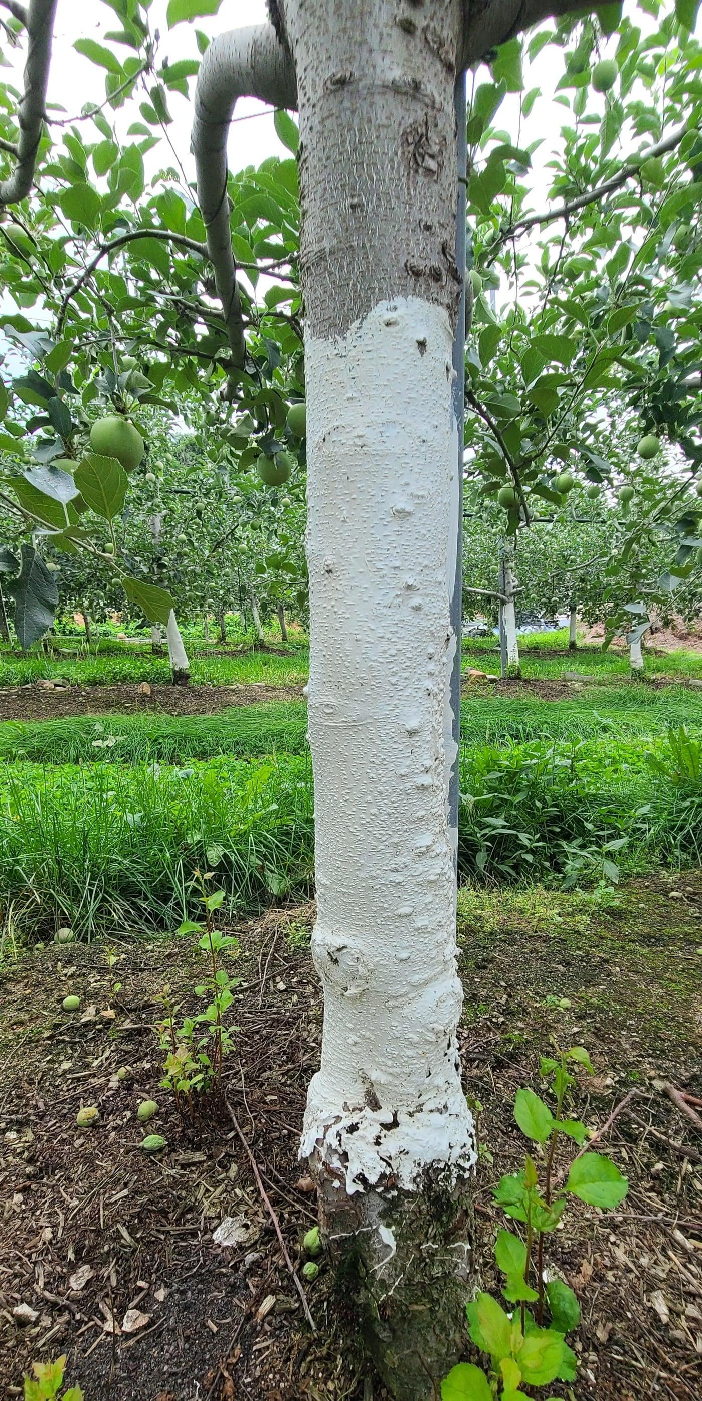 본문 이미지 - 사과나무에 적용한 동해 예방 전용 페인트 (농촌진흥청 제공. 재판매 및 DB금지) 2026.1.7/뉴스1