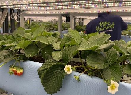 본문 이미지 - 플랜티팜이 아랍에미리트(UAE) 첨단 농업 기업 퓨어 하베스트와 합작으로 UAE 알아인 지역에 지난해 초 준공한 실내 수직공장의 모습(플랜티팜 제공). 2026.01.07.