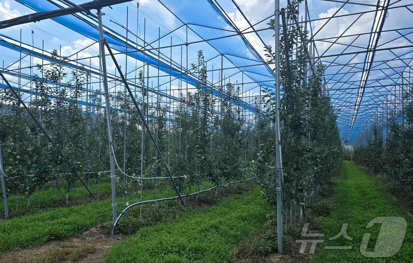 의성노지스마트사과원(경북도 제공. 재판매 및 DB금지)/뉴스1