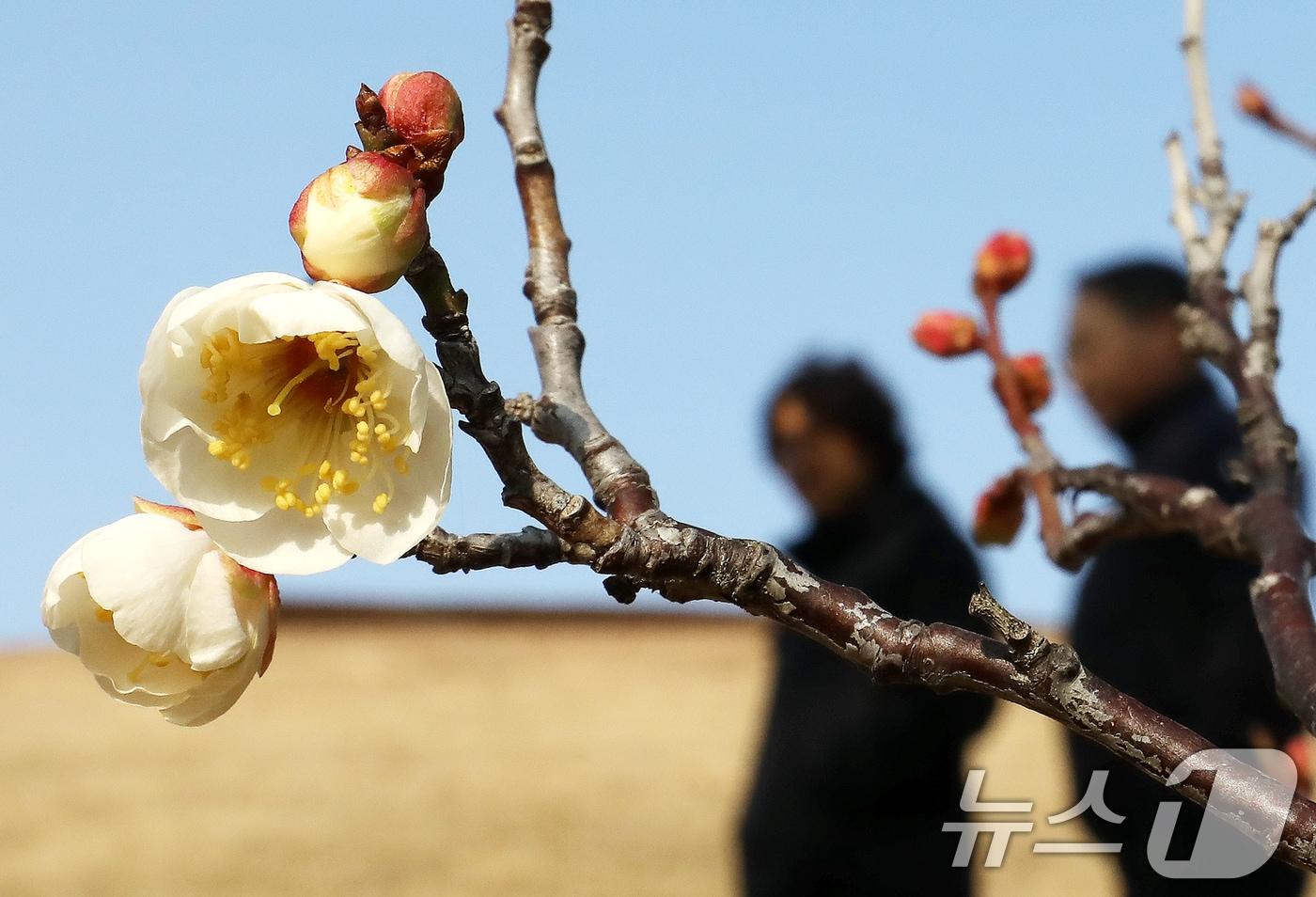 지난 7일 부산 동래구 복천동의 한 매화나무에 봄의 전령사 매화가 꽃망울을 터뜨려 눈길을 끌고 있다. 2026.1.7/뉴스1 ⓒ News1 윤일지 기자