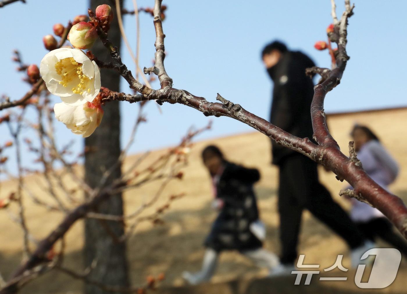 본문 이미지 - 부산 동래구 복천동의 한 매화나무에 봄의 전령사 매화가 꽃망울을 터뜨려 눈길을 끌고 있다. 2026.1.7/뉴스1 ⓒ News1 윤일지 기자
