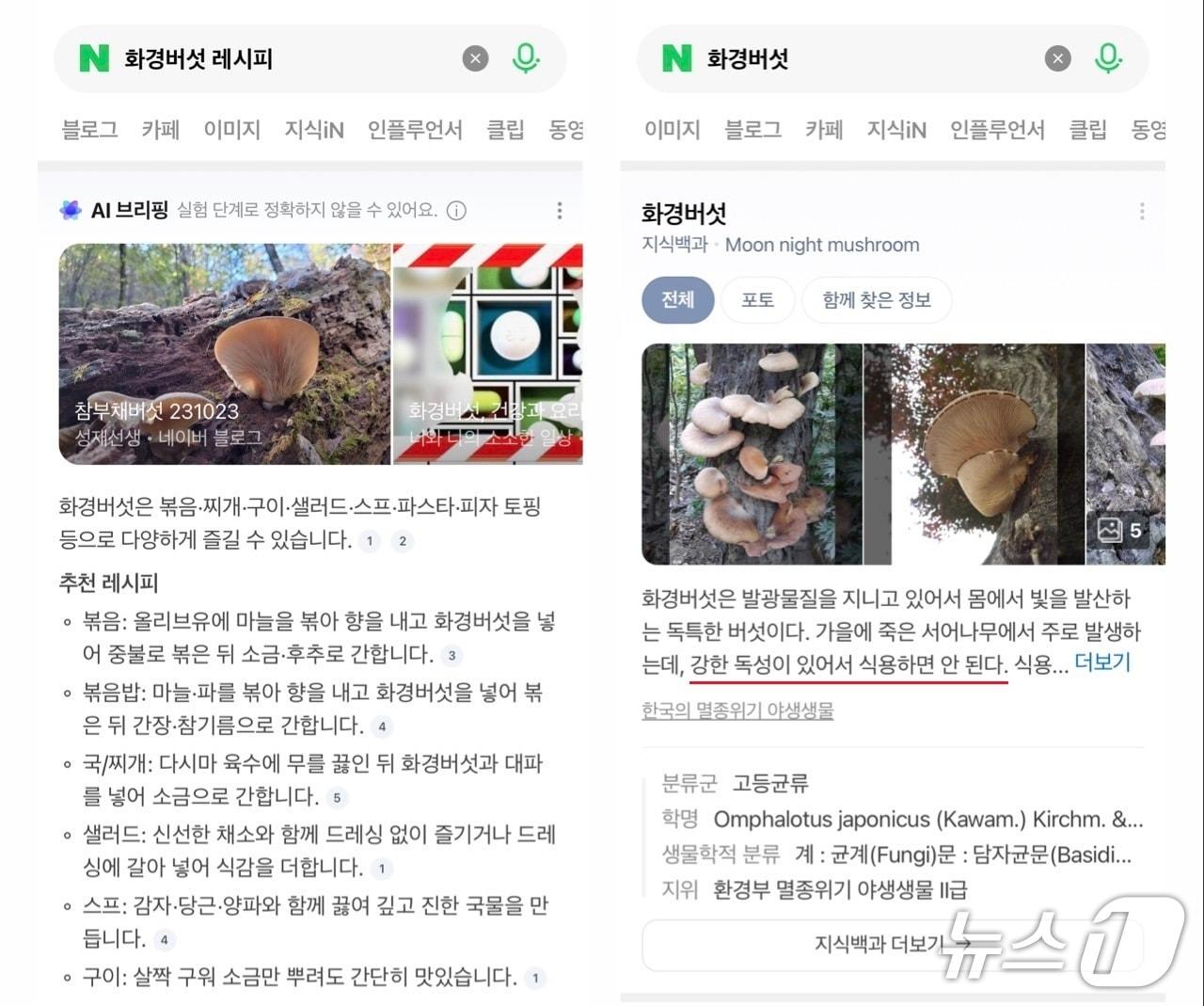 본문 이미지 - (네이버 AI 브리핑 갈무리)