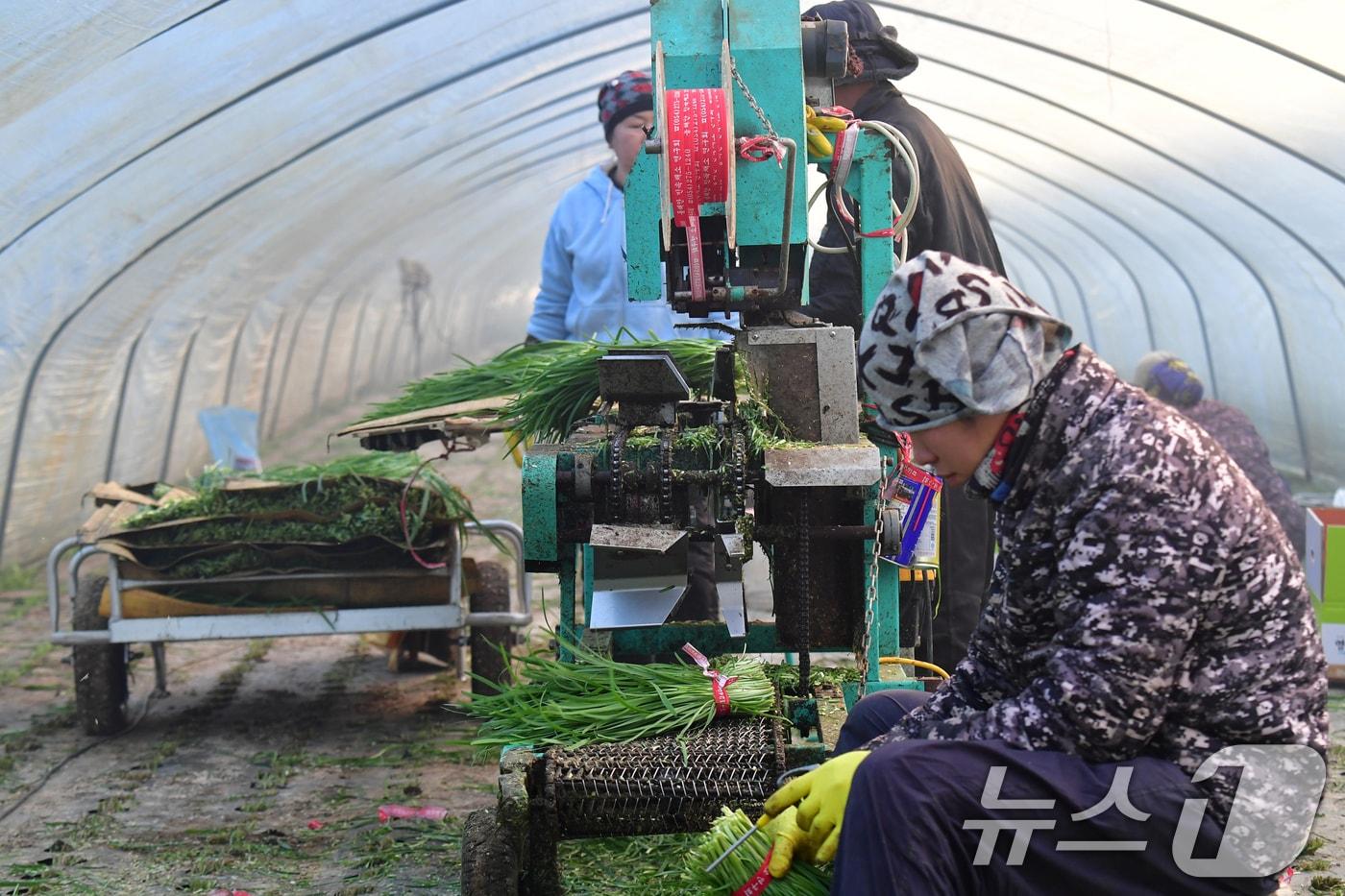 본문 이미지 - 경북 포항시 남구 연일읍 부추단지에 있는 석이네 농장에서 외국인 근로자들이 부추를 수확하고 있다. 2026.1.8 ⓒ 뉴스1 최창호 기자