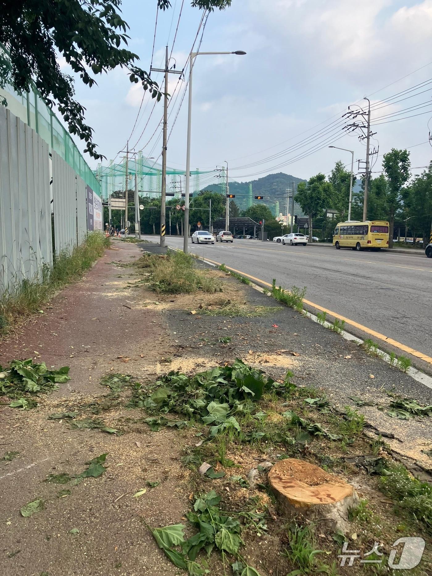 본문 이미지 - 중앙근린공원 2지구 도로 공사 벌목. (광주환경운동연합 제공. 재판매 및 DB 금지)