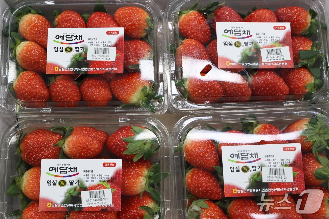 전북 임실군의 대표 농특산물인 딸기. (임실군제공. 재판매 및 DB금지)2026.1.8/뉴스1