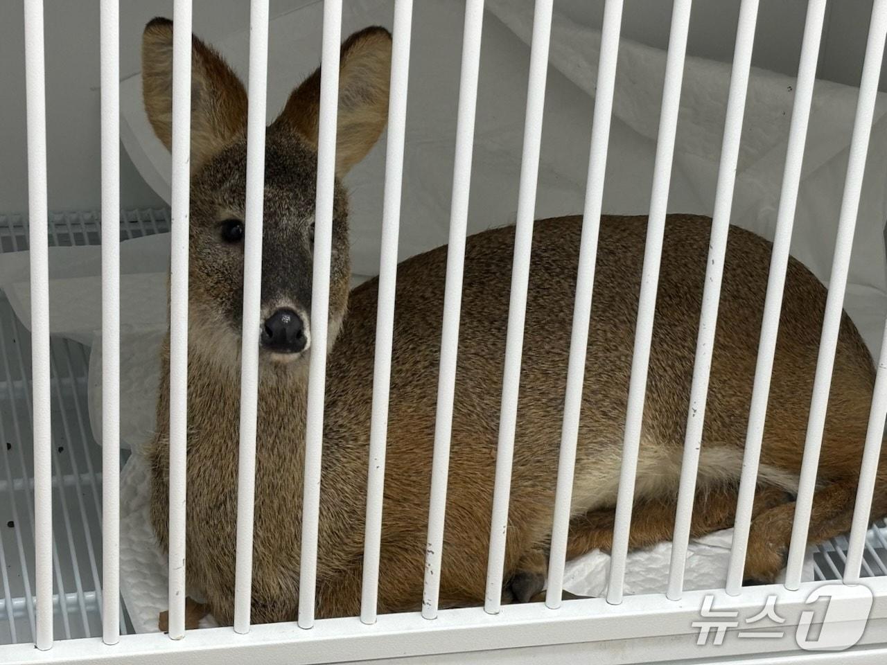 본문 이미지 - 구조된 고라니.(남동구 제공. 재배포 및 DB금지)2026.1.8/뉴스1