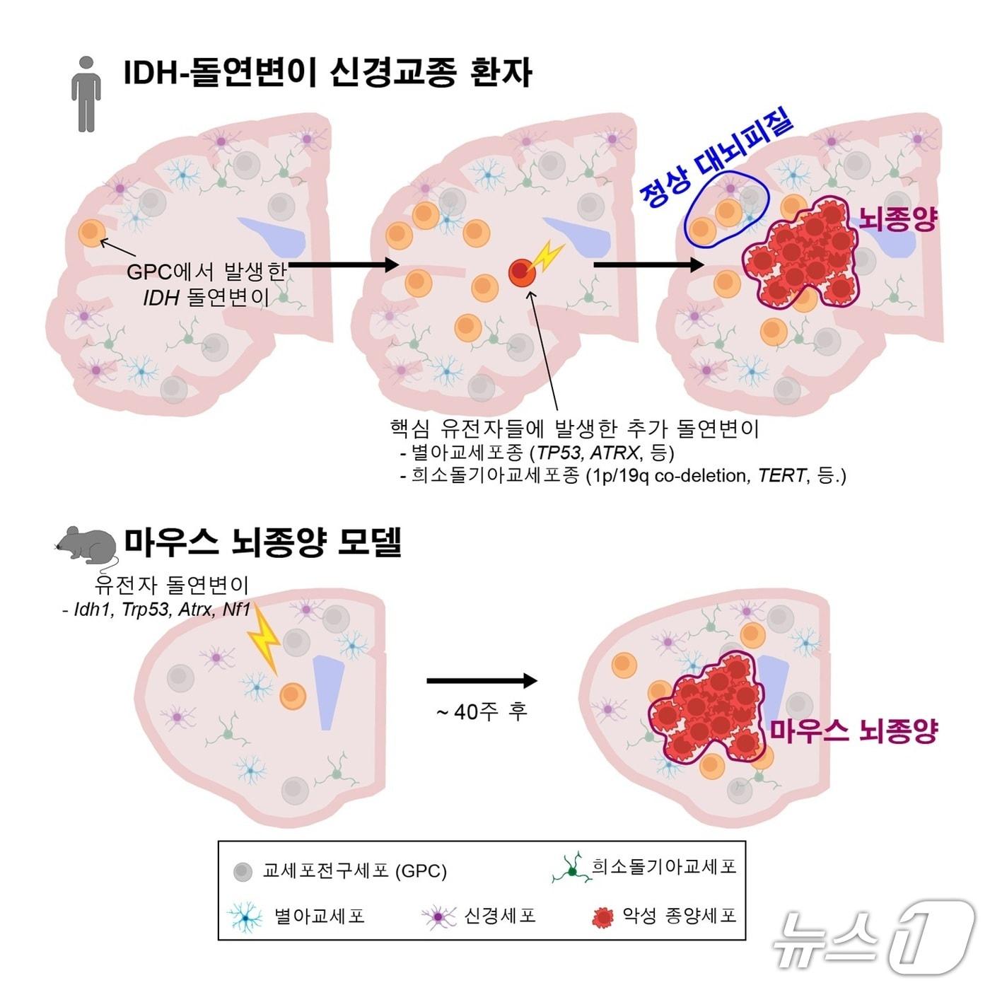본문 이미지 - 정상 대뇌 피질 교세포전구세포에서 시작되는 IDH 유전자 돌연변이 및 추가 유전자 변이에 따른 악성 뇌종양 발생 과정 규명(KAIST 제공) /뉴스1