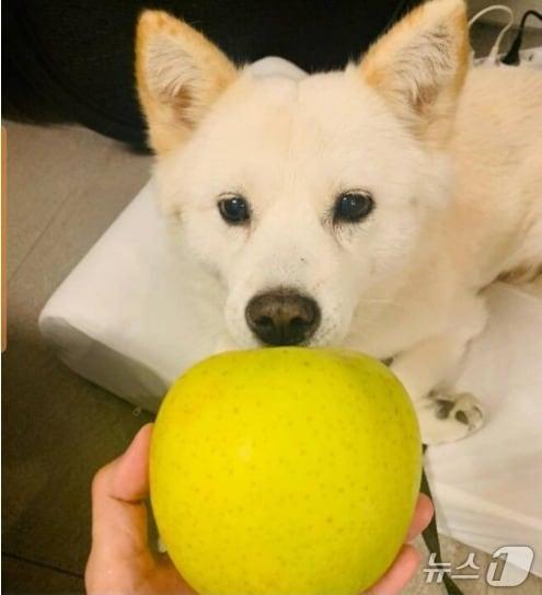 본문 이미지 - 2021년  10월 22일 당시 윤석열 전 검찰총장이 반려견 인스타그램에 올린 사과 사진. 전두환 옹호 발언에 대한 사과 요구가 이어지자 이를  비꼬기 위해 올린 것 아니냐는 지적과 함께 이후 '개사과''라는 유행어를 낳았다. (SNS 갈무리) ⓒ 뉴스1  