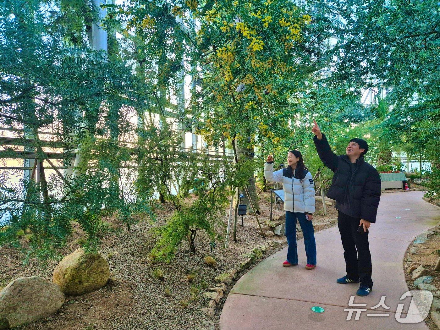 본문 이미지 - 9일 국립세종수목원을 방문한 관람객이 지중해온실에서 한겨울에 핀 노란 아카시아를 보며 봄을 감상하고 있다.(한국수목원정원관리원 제공.재판매 및 DB금지) /뉴스1