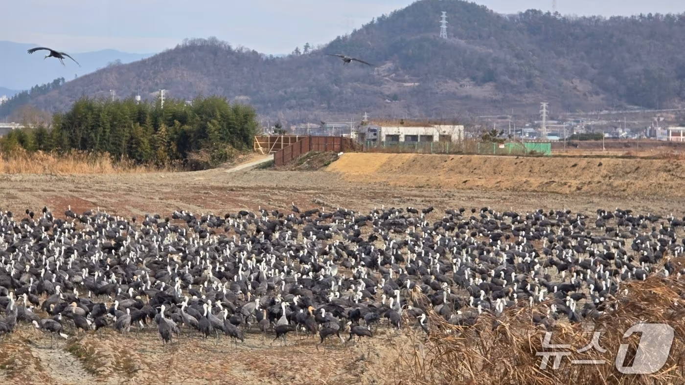 순천만 탐방로 인근 복원지에 월동한 흑두루미가 먹이활동을 하고 있다. (순천시 제공. 재판매 및 DB금지)