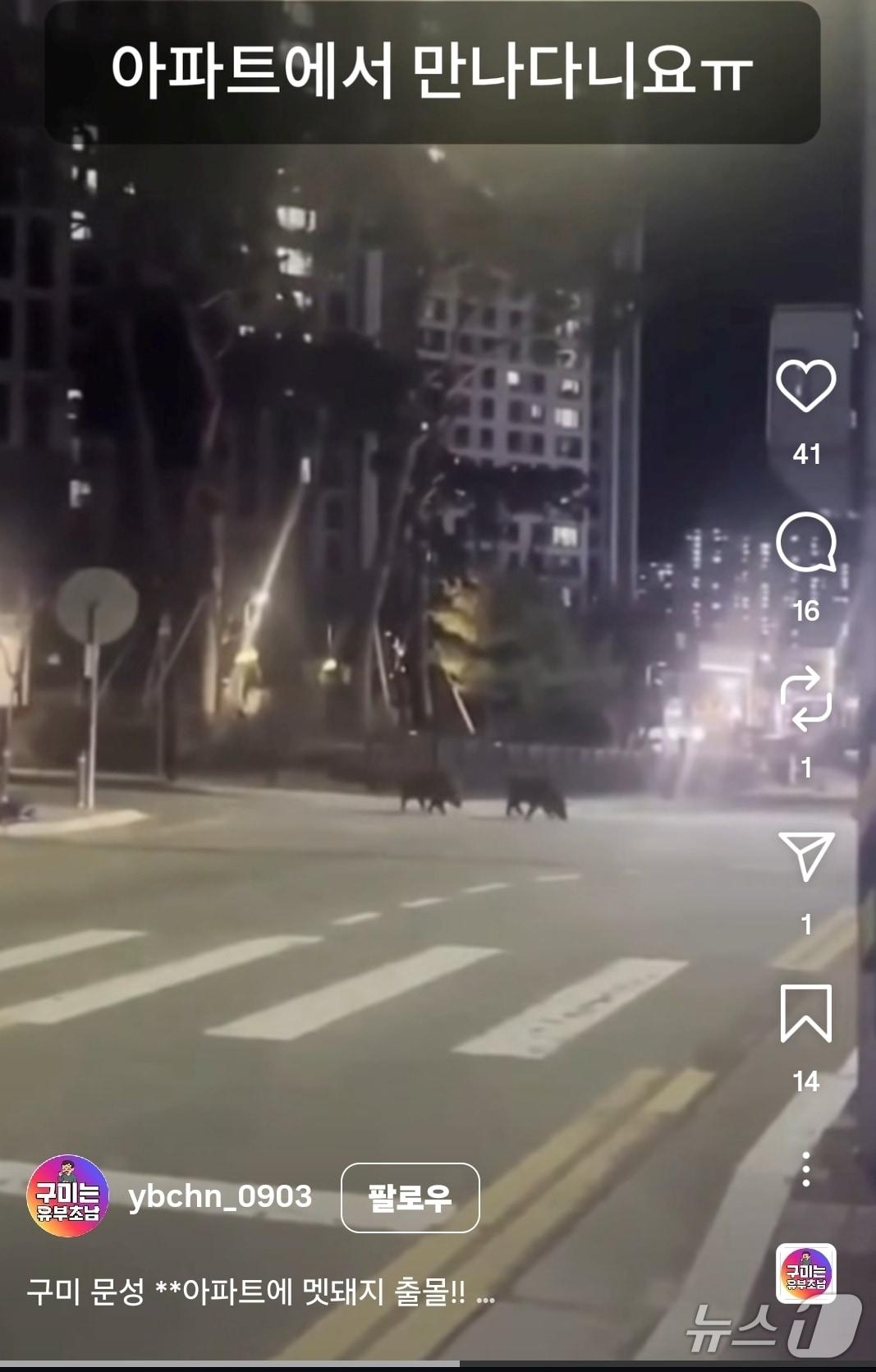 본문 이미지 - 인스타그램에 아이디 '유부초남'이 올린 구미시 문성아파트 멧돼지 출몰 영상. (유부초남 제공. 재판매 및 DB금지)/뉴스1