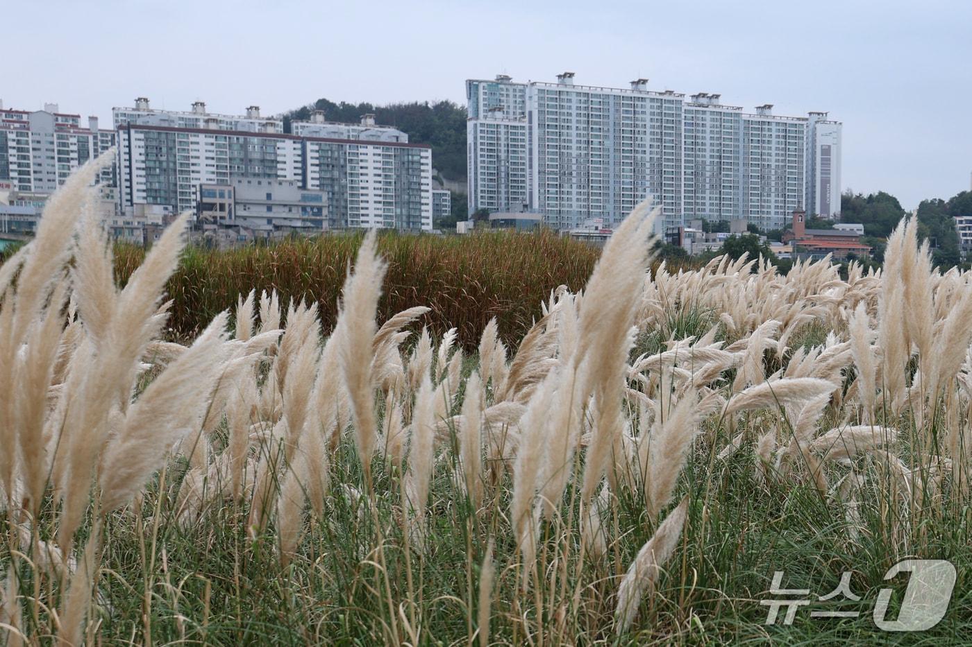 본문 이미지 - 1일 경북 포항시 남구 연일읍 형산강 공원에 팜파스그라스가 바람에 흩날리고 있다. 팜파스그라스는 3m까지 자라며 가을 내내 볼 수 있다. 2026.10.1 ⓒ 뉴스1 최창호 기자