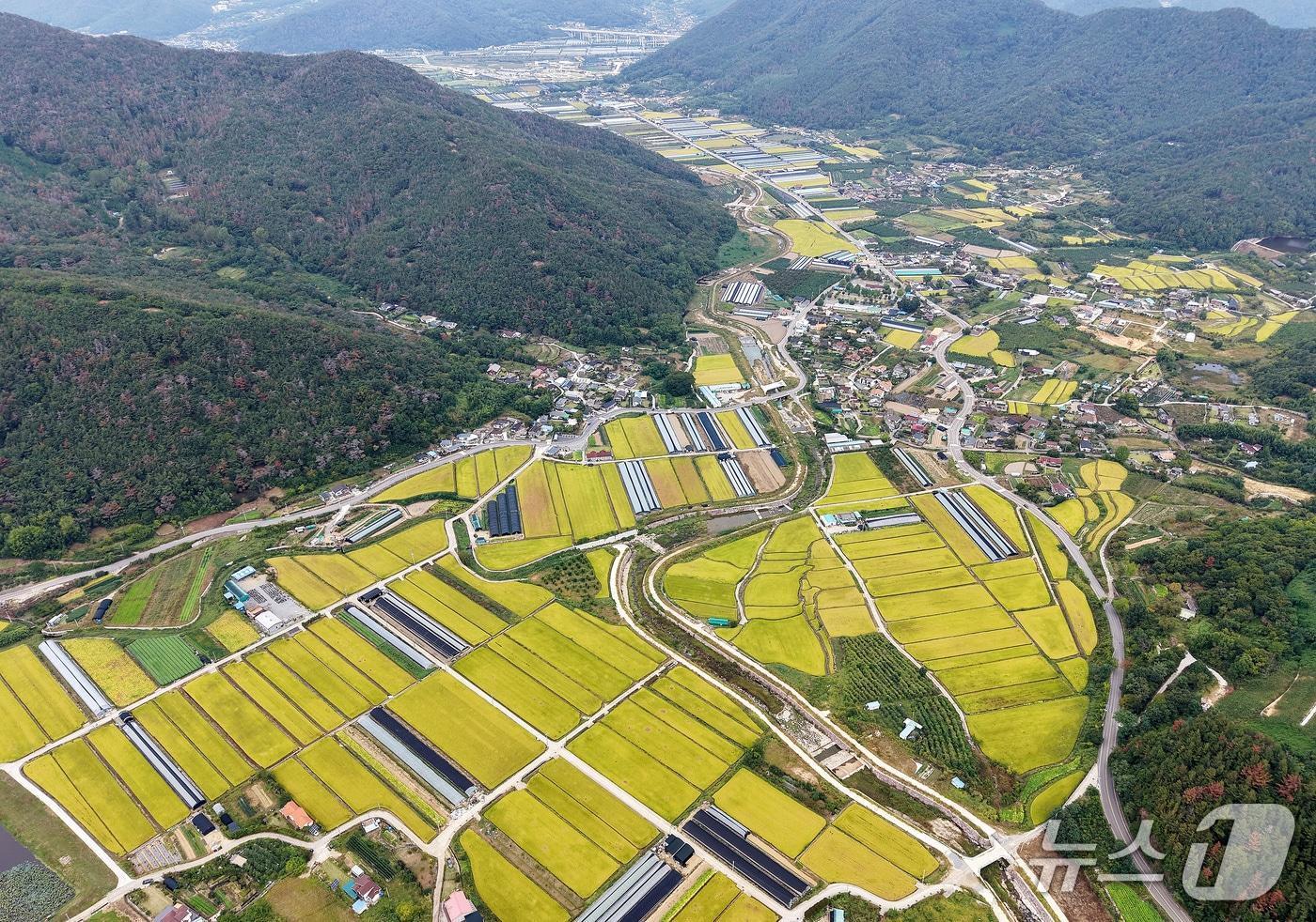 본문 이미지 - 지난 1일 경남 밀양시 단장면 법흥리 일대 들녘이 황금빛으로 물들어가고 있다. 2026.10.1 ⓒ 뉴스1 윤일지 기자