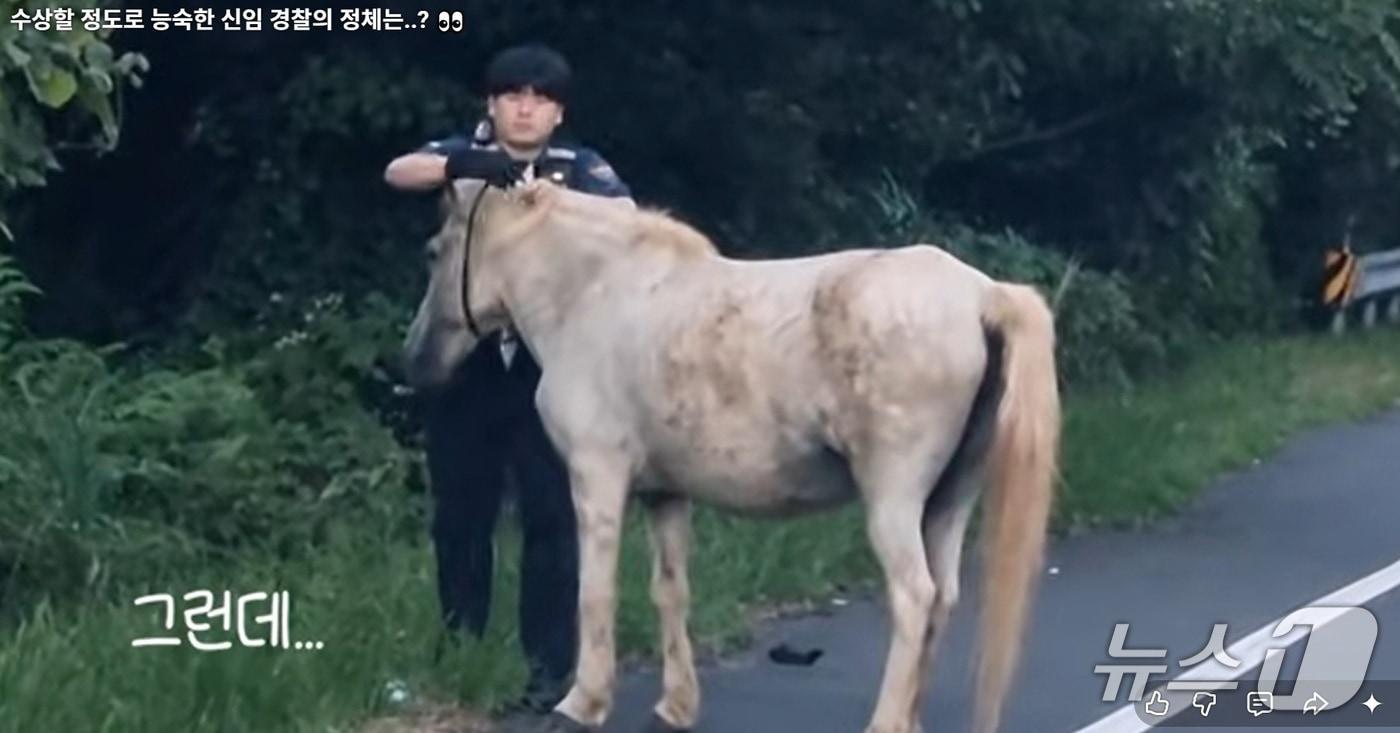 본문 이미지 - 최규민 순경이 즉석에서 허리띠로 만든 고삐를 말 목에 걸고 있다(제주경찰청 유튜브. 재판매 및 DB 금지)/뉴스1
