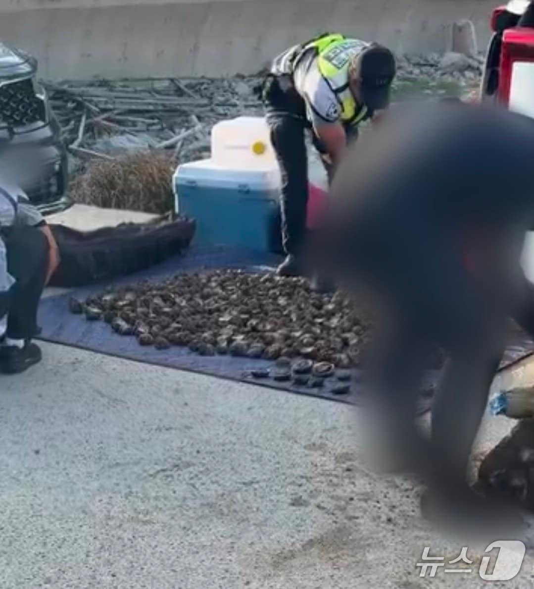 본문 이미지 - 9일 오후 경북 영덕 대탄항 방파제에서 적발된 불법 수산물을 해경이 분류하고 있다.(독자 제공. 재판매 및 DB 금지)2026.10.12/뉴스1