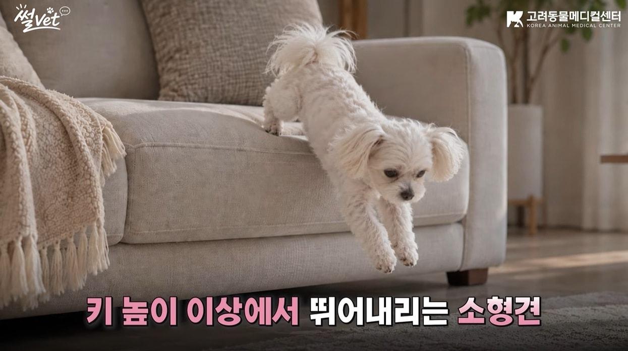 본문 이미지 - 이선태 고려동물메디컬센터 첨단수술센터장이 병원 공식 유튜브에 출연해 '강아지 디스크'를 주제로 강의했다(유튜브 갈무리). ⓒ 뉴스1