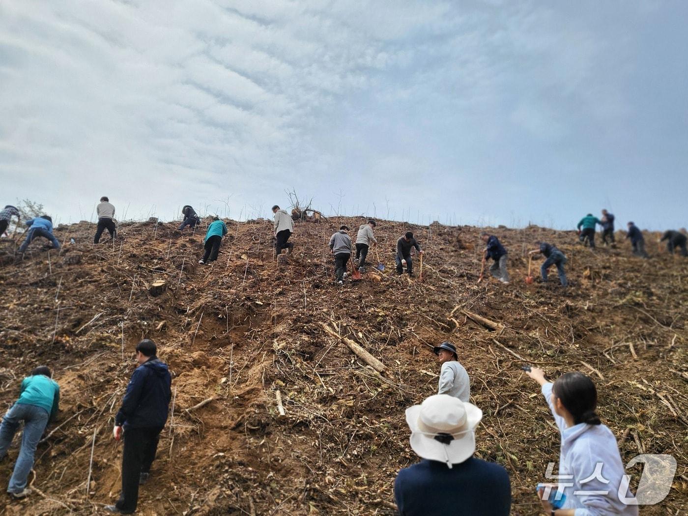 본문 이미지 - 영동군 용산면 한곡리 일대 밀원단지 조성.(영동군 제공. 재판매 및 DB 금지) 2026.10.14/뉴스1 