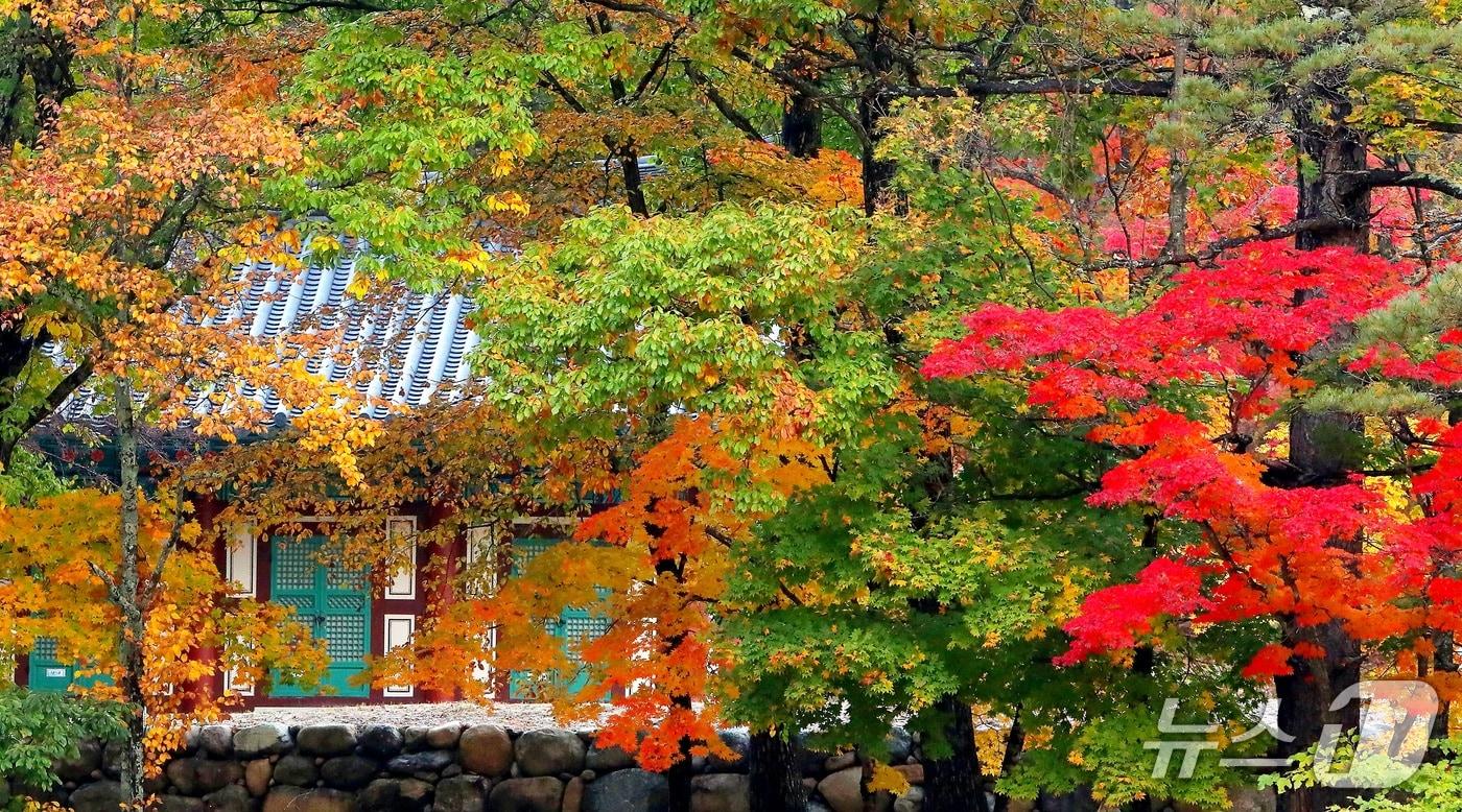 본문 이미지 - 14일 강원 인제군 북면 천년고찰 백담사 일대가 선명한 오색 단풍으로 절정을 이루며 한 폭의 수채화 같은 풍경을 자아내고 있다. (인제군 제공. 재판매 및 DB 금지) 