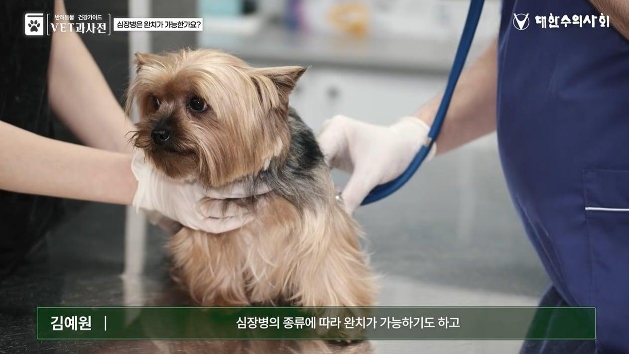 본문 이미지 - 대한수의사회와 한국동물병원협회가 반려동물 건강정보 콘텐츠 '벳과사전'을 통해 심장병 증상과 관리법을 소개했다(유튜브 갈무리). ⓒ 뉴스1