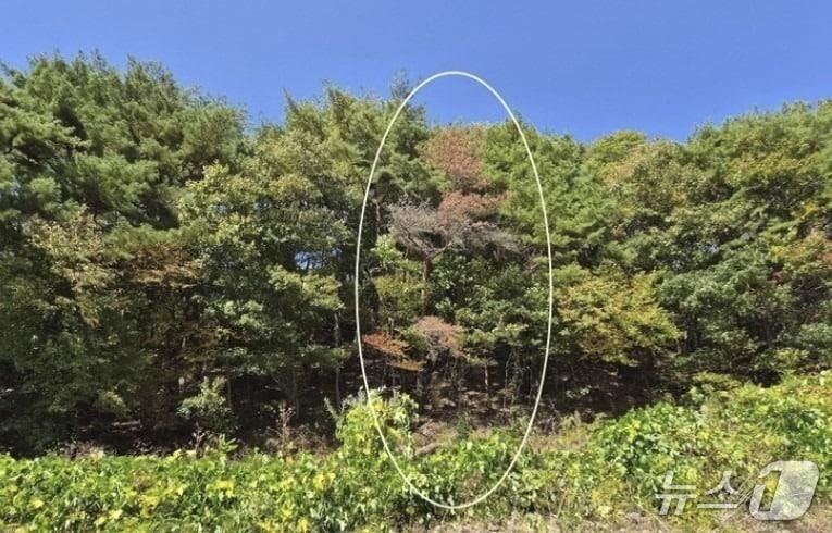 본문 이미지 - 충북 속리산 국립공원에서 재선충병 의심 소나무가 최종 양성 판정을 받았다.(보은군 제공. 재판매 및 DB 금지) 2026.10.14/뉴스1