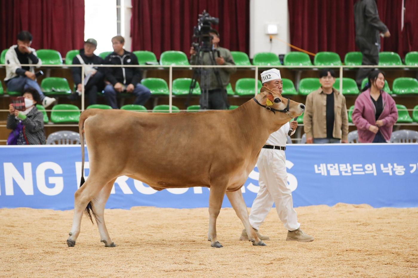 본문 이미지 - 농촌진흥청 국립축산과학원이 14일 경기도 안성시 안성팜랜드에서 열린 '2026 한국홀스타인품평회'에 저지종 암소 1마리를 출품해 육성·미경산우 부문에서 우수상을 수상했다.(농촌진흥청 제공. 재판매 및 DB 금지) 2026.10.14 /뉴스1