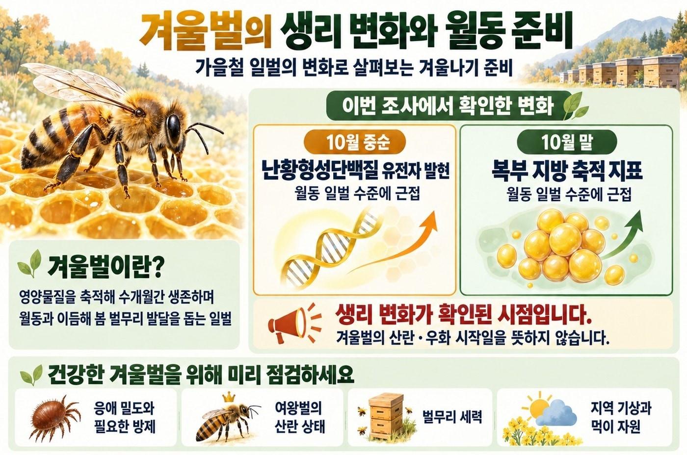 본문 이미지 - 월동꿀벌 인포그래픽. (농진청 제공)