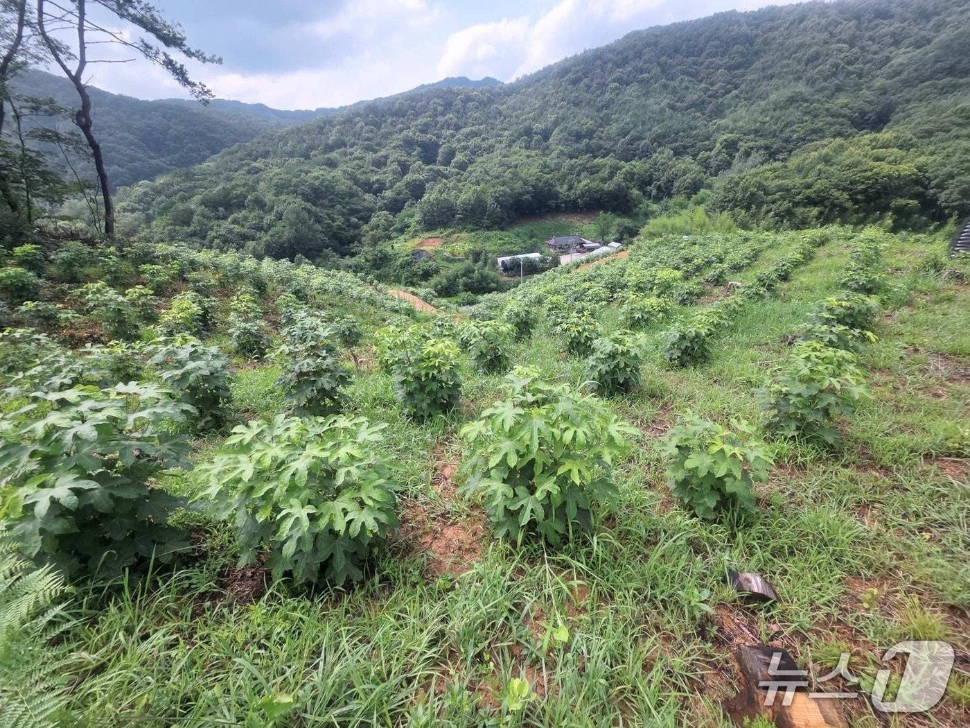 본문 이미지 - 1.4㏊의 규모의 전북 임실군 임실읍 이인리 음나무 특용수 조림지가 산림청 평가에서 우수 조림지로 선정됐다.(임실군 제공, 재판매 및 DB 금지)2026.10.15/뉴스1