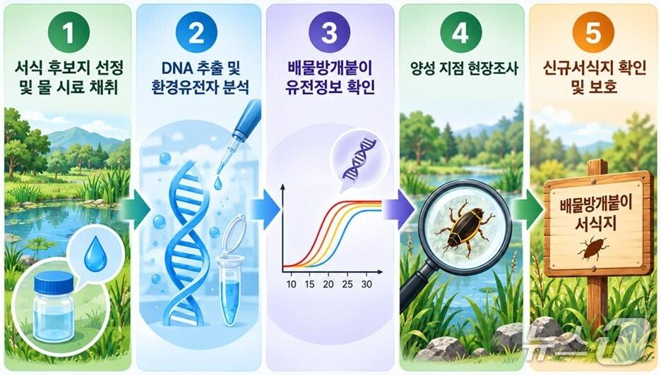 본문 이미지 - 국립낙동강생물자원관은 16일 환경유전자 분석을 통해 강원 인제군 서화면에서 희귀 수서곤충 ‘배물방개붙이’의 새 서식지를 확인했다. (생물자원관 제공. 재판매 및 DB 금지) /뉴스1