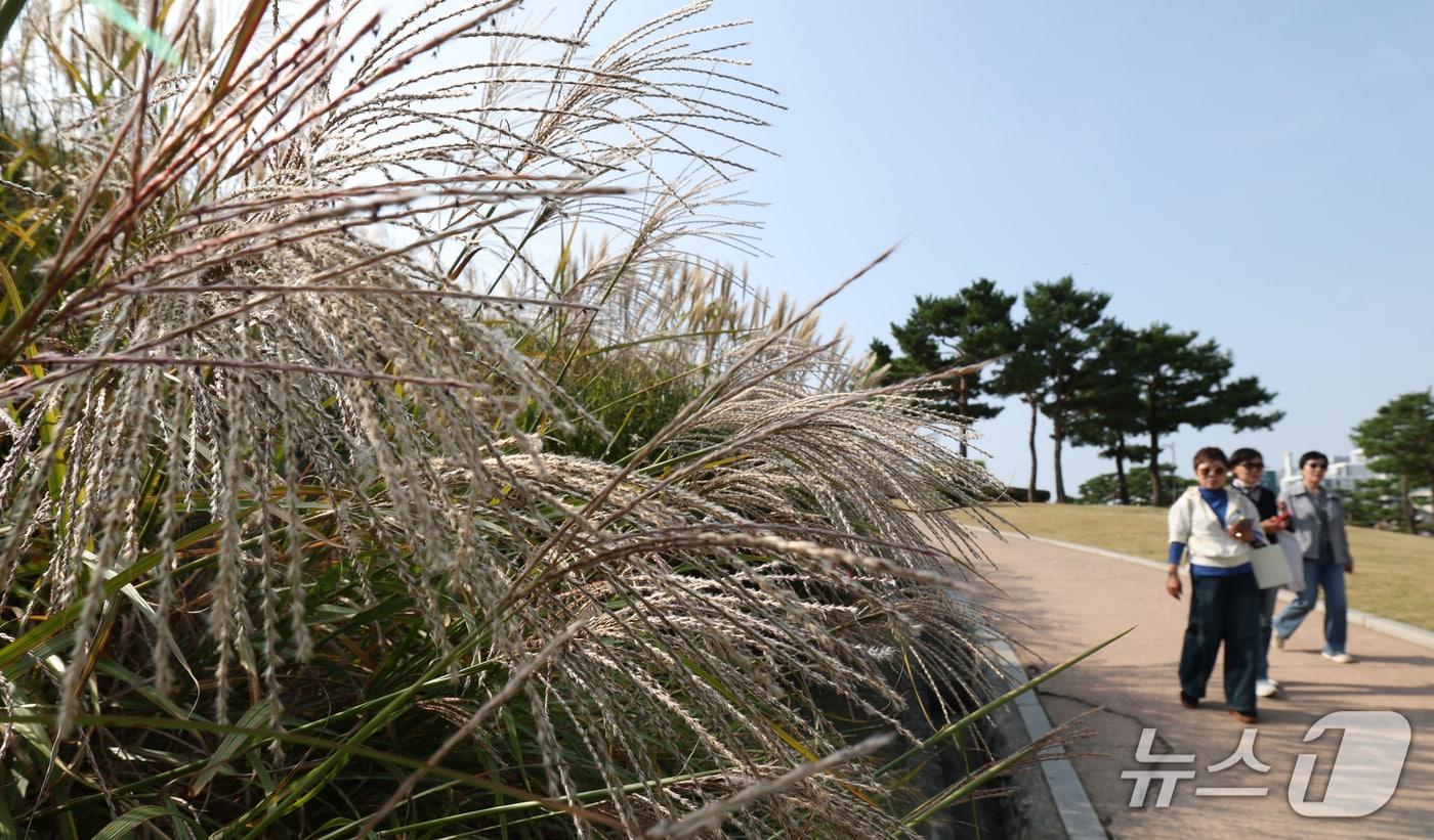 본문 이미지 - 완연한 가을 날씨를 보인 16일 경기 수원시 팔달구 화서공원에 억새가 만개해 있다. 2026.10.16 ⓒ 뉴스1 김영운 기자
