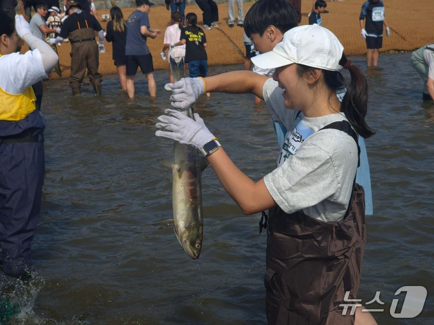 본문 이미지 - 16일 오전 강원 양양군 양양읍 남대천 일대에서 열린 '2026 양양송이연어축제'에서 연어 맨손잡기 체험에 참가한 관광객들이 물속에 들어가 연어를 잡고 있다. 2026.10.16 ⓒ 뉴스1 윤왕근 기자