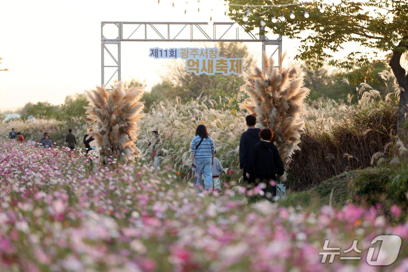 본문 이미지 - 제11회 광주서창억새축제 이틀째인 16일 오후 전남광주 서구 노을빛 영산강변을 찾은 시민들이 바람에 흩날리는 은빛 억새밭 산책을 즐기고 있다. 2026.10.16 ⓒ 뉴스1 조수민 기자