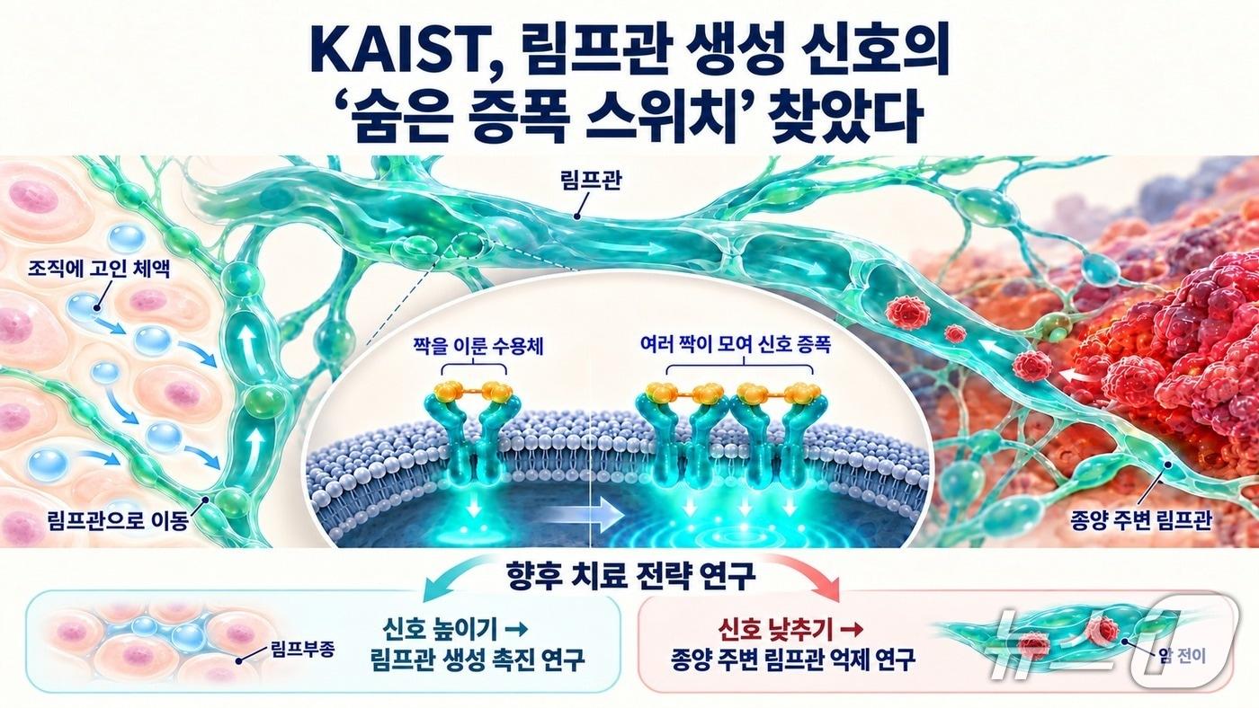 본문 이미지 - 림프관 생성 신호 증폭 원리 연구 이미지(AI 생성·KAIST 제공) /뉴스1