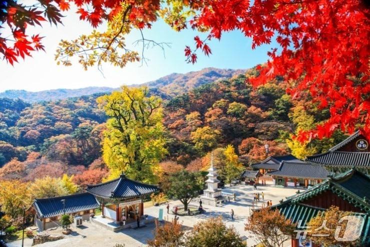본문 이미지 -  용문사 단풍.(경기 양평군 제공. 재판매 및 DB 금지)/뉴스1