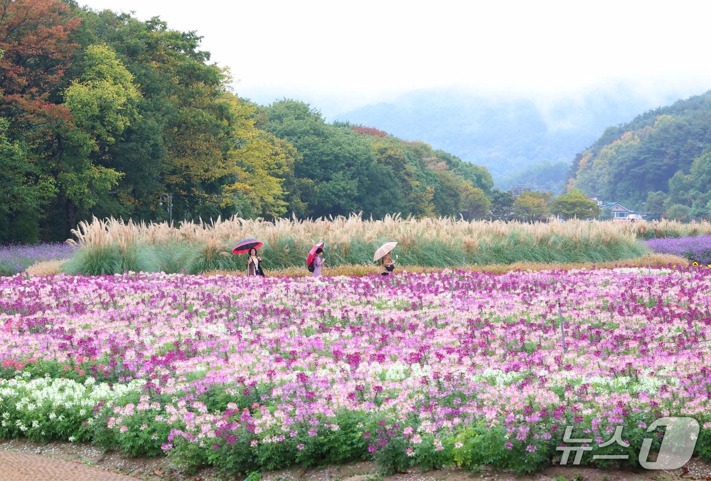 본문 이미지 - 가을비가 내리는 20일 경남 함양군 상림공원 꽃단지를 찾은 관광객들이 꽃길을 걸으며 가을 정취를 만끽하고 있다. (함양군 김용만 제공. 재판매 및 DB 금지) 2026.10.20 ⓒ 뉴스1