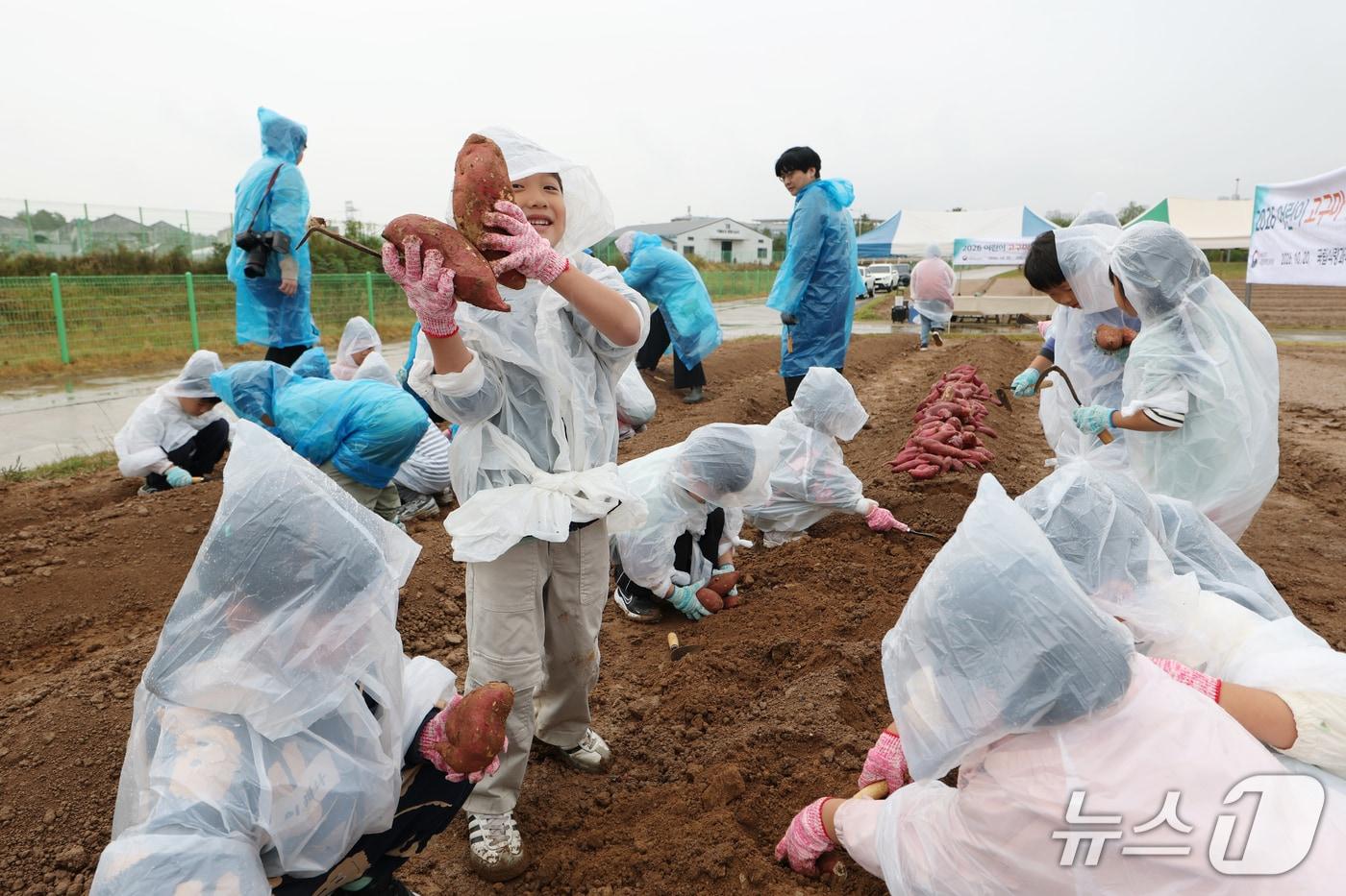 본문 이미지 - 전북 완주군 농촌진흥청 국립식량과학원에서 어린이집 원아들이 고구마 수확 체험을 하고 있다. (농촌진흥청 제공. 재판매 및 DB 금지) 2026.10.20 ⓒ 뉴스1
