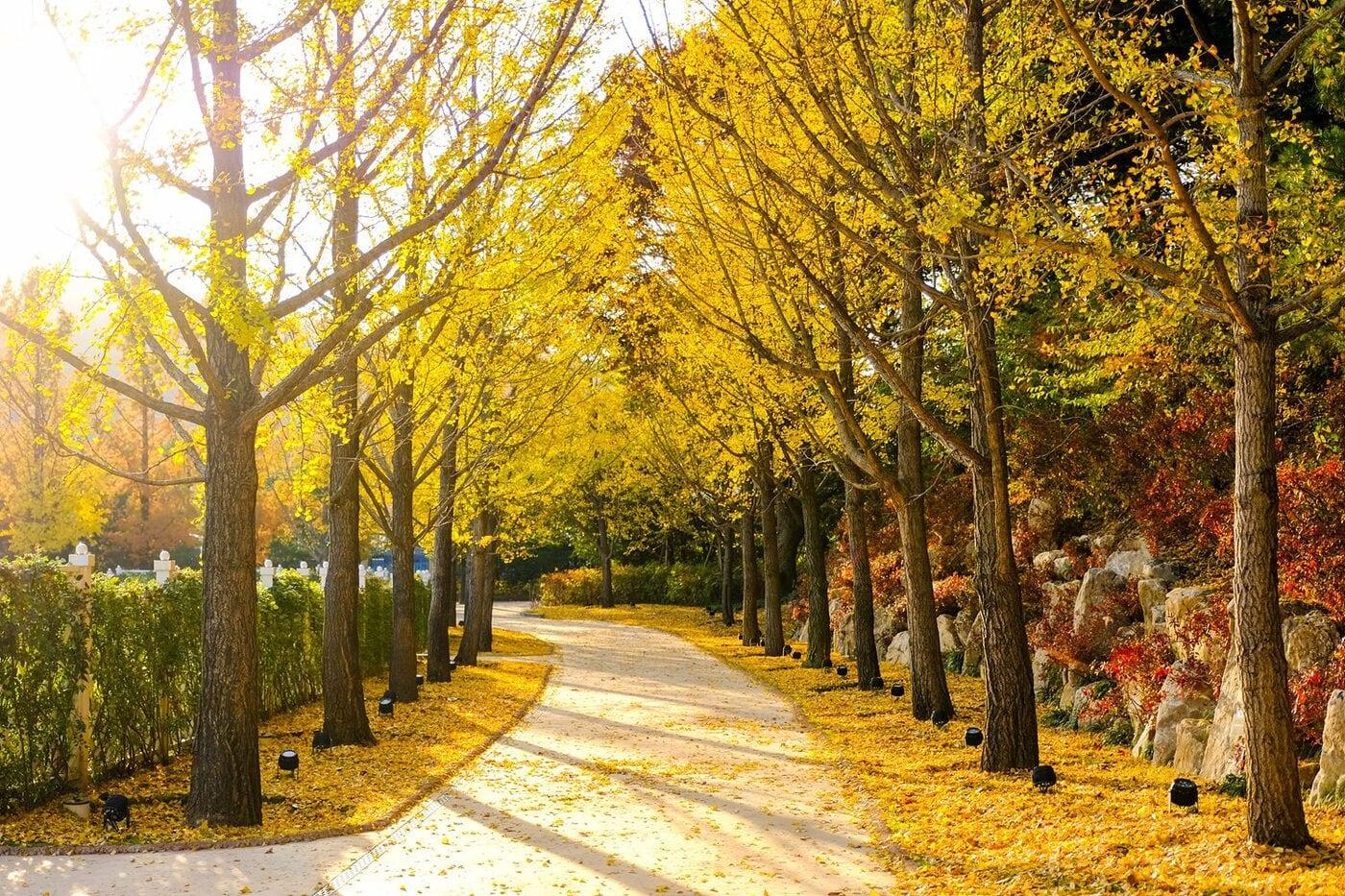 본문 이미지 - 황금빛 단풍 산책을 즐길 수 있는 에버랜드 은행나무길(에버랜드 제공)