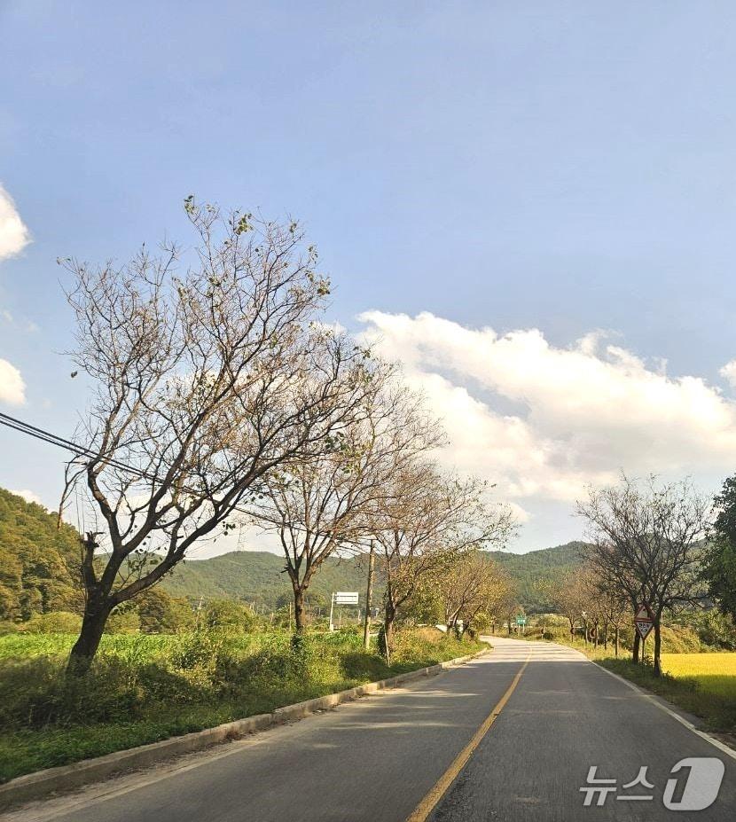 본문 이미지 - 보은군 내북면 봉황리~산외면 이식리 군도 22호선 변에 심겨진 수백여 그루의 살구나무 가로수 고사현상이 심화하고 있다. (보은군 제공. 재판매 및 DB 금지) 2026.10.21/뉴스1