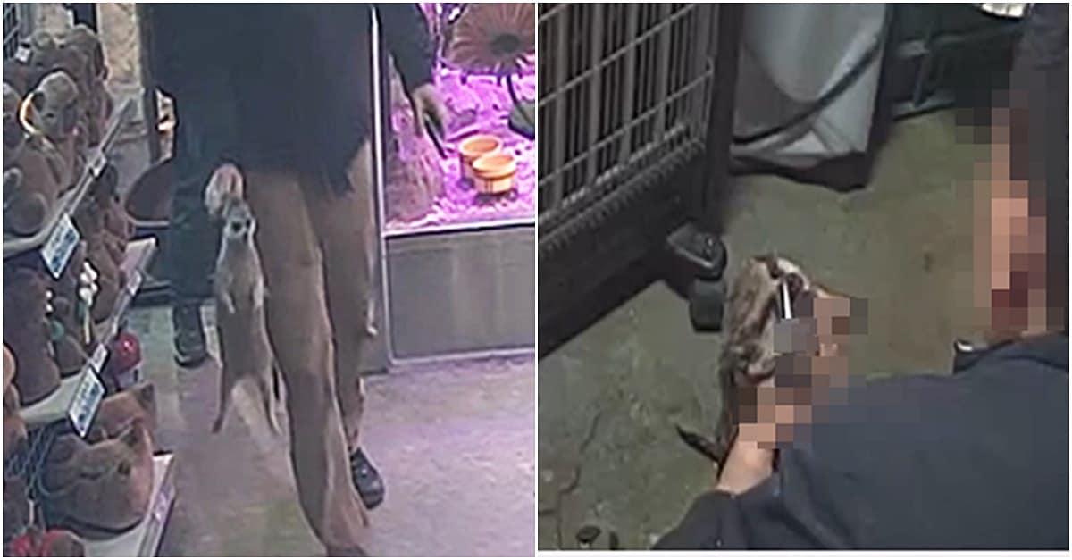 본문 이미지 - 동물자유연대에 따르면 서울의 한 실내동물원 업주가 미어캣을 붙잡고 폭행한 뒤 펜치로 코와 입을 훼손하는 등 학대한 사실이 밝혀졌다(동물자유연대 제공). ⓒ 뉴스1