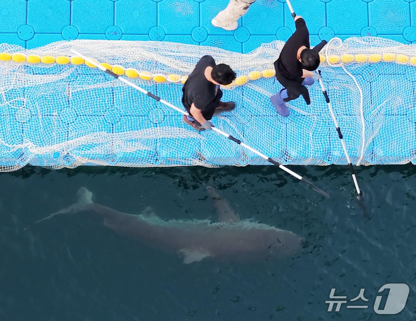 본문 이미지 - 21일 부산 동구 북항 친수공원 인공수로에서 한 달 넘게 머무르고 있는 상어 '부캉이'를 바다로 돌려보내기 위한 3차 외해 유도 작업이 진행되고 있다. 2026.10.21 ⓒ 뉴스1 윤일지 기자